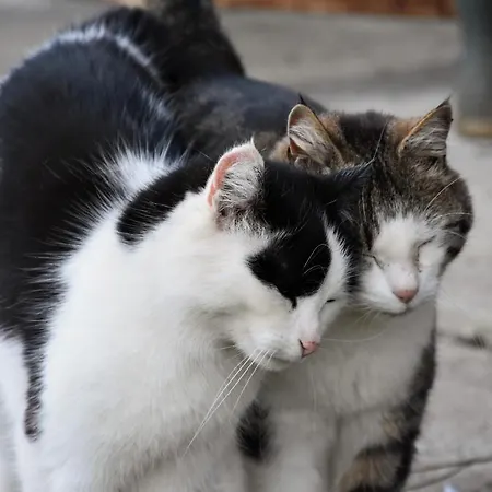 Fuchsbauer Apartman Hopfgarten im Brixental