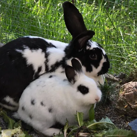 Apartamento Fuchsbauer *