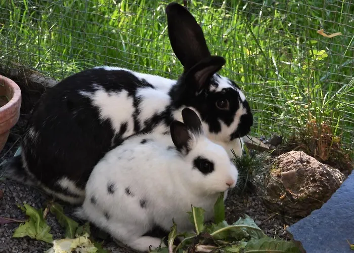 Apartamento Fuchsbauer *